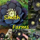 25 Seeds Midnight Black Hellebore Rose Flowers Garden Fast Shipping