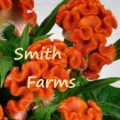 25 Seeds Orange Cockscomb Flower Celosia Bright Colorful Blooms Fast Shipping 25 Seeds Orange Cockscomb Flower Celosia Bright Colorful Blooms Fast Shipping