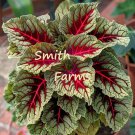 25 Seeds Dragons Blood Coleus Flowers Red Vain Leaves Garden Fast Shipping 25 Seeds Dragons Blood Coleus Flowers Red Vain Leaves Garden Fast Shipping