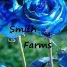 25 Seeds Sky Blue Pacific Rose Flowers Bush Shrub Landscaping Garden Fast Shipping 25 Seeds Sky Blue Pacific Rose Flowers Bush Shrub Landscaping Garden Fast Shipping