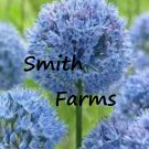 25 Seeds Blue Allium Flowers Fast Shipping 25 Seeds Blue Allium Flowers Fast Shipping