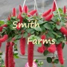 25 Seeds Strawberry Firetail Flowers Bautiful & Garden Fast Shipping 25 Seeds Strawberry Firetail Flowers Bautiful & Garden Fast Shipping