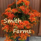 25 Seeds Orange Bougainvillea Flowers Tree Bush Shrub Landscaping Garden Plant Fast Shipping 25 Seeds Orange Bougainvillea Flowers Tree Bush Shrub Landscaping Garden Plant Fast Shipping