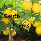5 Seeds Dwarf Lemon Tree Fruit Bearing Edible Food Garden Fast Shipping 5 Seeds Dwarf Lemon Tree Fruit Bearing Edible Food Garden Fast Shipping