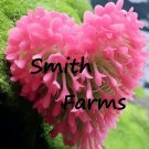 25 Seeds Heart Of The Earth Flowers Very Hardy Pink Fast Shipping