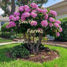 25 Seeds Pink Hydrangeas Flower Ground Cover Plant Garden Plants Fast Shipping 25 Seeds Pink Hydrangeas Flower Ground Cover Plant Garden Plants Fast Shipping