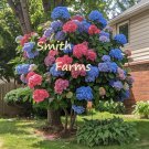 25 Seeds Mixed Color Hydrangeas Flower Ground Cover Plant Garden Plants Fast Shipping