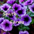 25 Seeds Purple Petunia Flowers Lots Of Blooms Lavender Hanging Baskets Pots Fast Shipping 25 Seeds Purple Petunia Flowers Lots Of Blooms Lavender Hanging Baskets Pots Fast Shipping