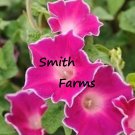 25 Seeds Pink Morning Glory Flowers Picotee Garden Fast Shipping 25 Seeds Pink Morning Glory Flowers Picotee Garden Fast Shipping