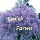 3 Seeds Purple Weeping Willow Tree Flower Giant Full Flowering Garden Fast Shipping