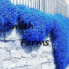 200 Seeds Blue Creeping Thyme Flower Thymus Serpyllum Ground Cover Fast Shipping 200 Seeds Blue Creeping Thyme Flower Thymus Serpyllum Ground Cover Fast Shipping