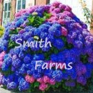 25 Seeds Blue Pink & Purple Hydrangea Seed Flower Perennial Fast Shipping 25 Seeds Blue Pink & Purple Hydrangea Seed Flower Perennial Fast Shipping