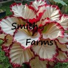 25 Seeds Red Kissed Calathea Flowers Fast Shipping 25 Seeds Red Kissed Calathea Flowers Fast Shipping