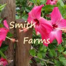 50 Seeds Dark Pink Hibiscus Flowers Fast Shipping 50 Seeds Dark Pink Hibiscus Flowers Fast Shipping