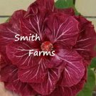 50 Seeds Dark Pink Red Hibiscus Flower Fast Shipping