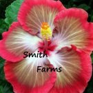 25 Seeds Pink White Hibiscus Flowers Fast Shipping 25 Seeds Pink White Hibiscus Flowers Fast Shipping