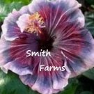 25 Seeds Red White Blue Hibiscus Flowers Fast Shipping