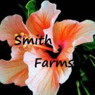 25 Seeds Orange White Hibiscus Flowers Fast Shipping 25 Seeds Orange White Hibiscus Flowers Fast Shipping