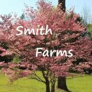 10 Seeds Pink Dogwood Tree Trees Fast Shipping 10 Seeds Pink Dogwood Tree Trees Fast Shipping