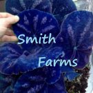 25 Seeds Navy Blue Coleus Flowers Garden Fast Shipping 25 Seeds Navy Blue Coleus Flowers Garden Fast Shipping