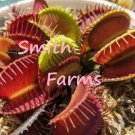 25 Seeds Venus Flytrap Seeds House Plants Fast Shipping 25 Seeds Venus Flytrap Seeds House Plants Fast Shipping