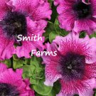 25 Seeds Ruffle Pink & Purple Petunia Flowers Perennial Fast Shipping 25 Seeds Ruffle Pink & Purple Petunia Flowers Perennial Fast Shipping