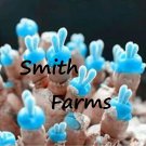 25 Seeds Blue Rabbit Ears Succulent Cactus Garden Plant Fast Shipping