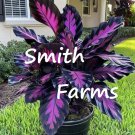 3 Seeds Purple Cane Palm Tree Tropical House Plant Fast Shipping 3 Seeds Purple Cane Palm Tree Tropical House Plant Fast Shipping