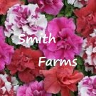 50 Seeds Double Pink Red & White Mix Petunia Flowers Perennial Fast Shipping 50 Seeds Double Pink Red & White Mix Petunia Flowers Perennial Fast Shipping