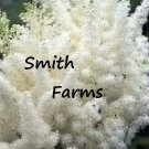 25 Seeds White Astilbe Flower Shade Loving Perennial Deer Resistant Fast Shipping