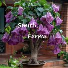 25 Seeds Purple Angel Trumpet Flowers Beautiful Large Blooms Great Scent Fast Shipping 25 Seeds Purple Angel Trumpet Flowers Beautiful Large Blooms Great Scent Fast Shipping