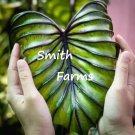 3 Seeds Colocasia PharaohS Mask Palm Tree Plant Flower Fast Shipping 3 Seeds Colocasia PharaohS Mask Palm Tree Plant Flower Fast Shipping