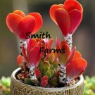 25 Seeds Red Heart Echeveria Succulent House Plant Cactus Indoor Garden Fast Shipping