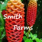 25 Seeds Beehive Ginger Common Name Beehive Ginger Botanical Name Zingiber Fast Shipping 25 Seeds Beehive Ginger Common Name Beehive Ginger Botanical Name Zingiber Fast Shipping