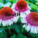 25 Seeds Strawberry & Cream Coneflower Seeds Echinacea Flower Perennial Flowers Fast Shipping