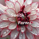 25 Seeds Candy Cane Dahlia Flowers Dahlia Pinnata Fast Shipping 25 Seeds Candy Cane Dahlia Flowers Dahlia Pinnata Fast Shipping