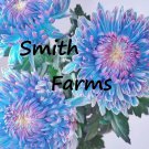 200 Seeds Blue Pink Chrysanthemum Flowers Mums Fast Shipping 200 Seeds Blue Pink Chrysanthemum Flowers Mums Fast Shipping
