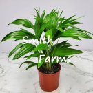 3 Seeds Chinese Fan Palm Tree Plant Overall Height 30 To 32 Fast Shipping