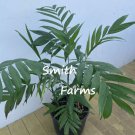 3 Seed Chamaedorea Microspadix Palm Tree Hardy Bamboo Palm Houseplant Fast Shipping 3 Seed Chamaedorea Microspadix Palm Tree Hardy Bamboo Palm Houseplant Fast Shipping