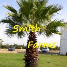 3 Seeds California Fan Palm Tree Fast Shipping 3 Seeds California Fan Palm Tree Fast Shipping
