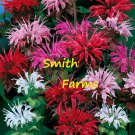 25 Seeds Panorama Mix Bee Balm Flowers Fast Shipping 25 Seeds Panorama Mix Bee Balm Flowers Fast Shipping