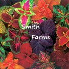 25 Seeds Mix Coleus Flowers Fast Shipping 25 Seeds Mix Coleus Flowers Fast Shipping