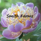 25 Seeds Lavender Cream Peony Flowers Paeonia Lactiflora Delight Fast Shipping 25 Seeds Lavender Cream Peony Flowers Paeonia Lactiflora Delight Fast Shipping