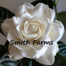 25 Seeds Gardenia Rose Flowers Gardenia Jasminoides Snow White Fast Shipping