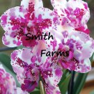 50 Seeds Pink Moth Orchid Flower Phalaenopsis Spp Fast Shipping 50 Seeds Pink Moth Orchid Flower Phalaenopsis Spp Fast Shipping