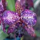 50 Seeds Spotted Purple Orchid Flowers Orchidaceae Fast Shipping 50 Seeds Spotted Purple Orchid Flowers Orchidaceae Fast Shipping
