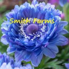 25 Seeds Blue Anemone Flowers Anemone Coronaria Fast Shipping