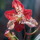 50 Seeds Red Speckled Orchid Flower Orchidaceae Fast Shipping 50 Seeds Red Speckled Orchid Flower Orchidaceae Fast Shipping