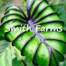 3 Seeds Colocasia PharaohS Mask Flower Plants Gardening Fast Shipping