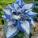 25 Seeds Blue Corker Flower Beautiful Plant Fast Shipping 25 Seeds Blue Corker Flower Beautiful Plant Fast Shipping